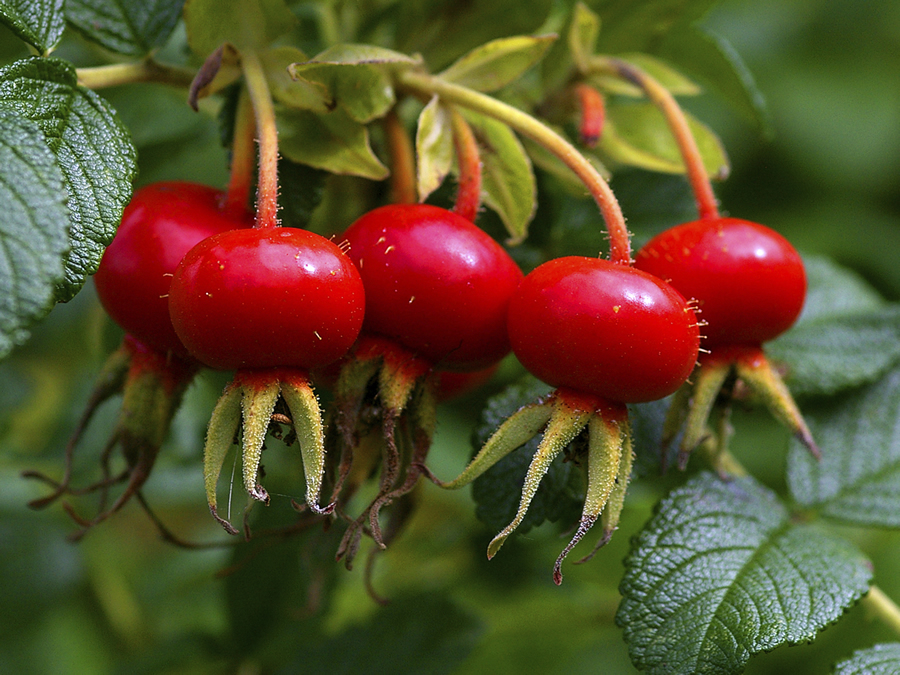 Rose hips fruits Extract 41 Ekowarehouse